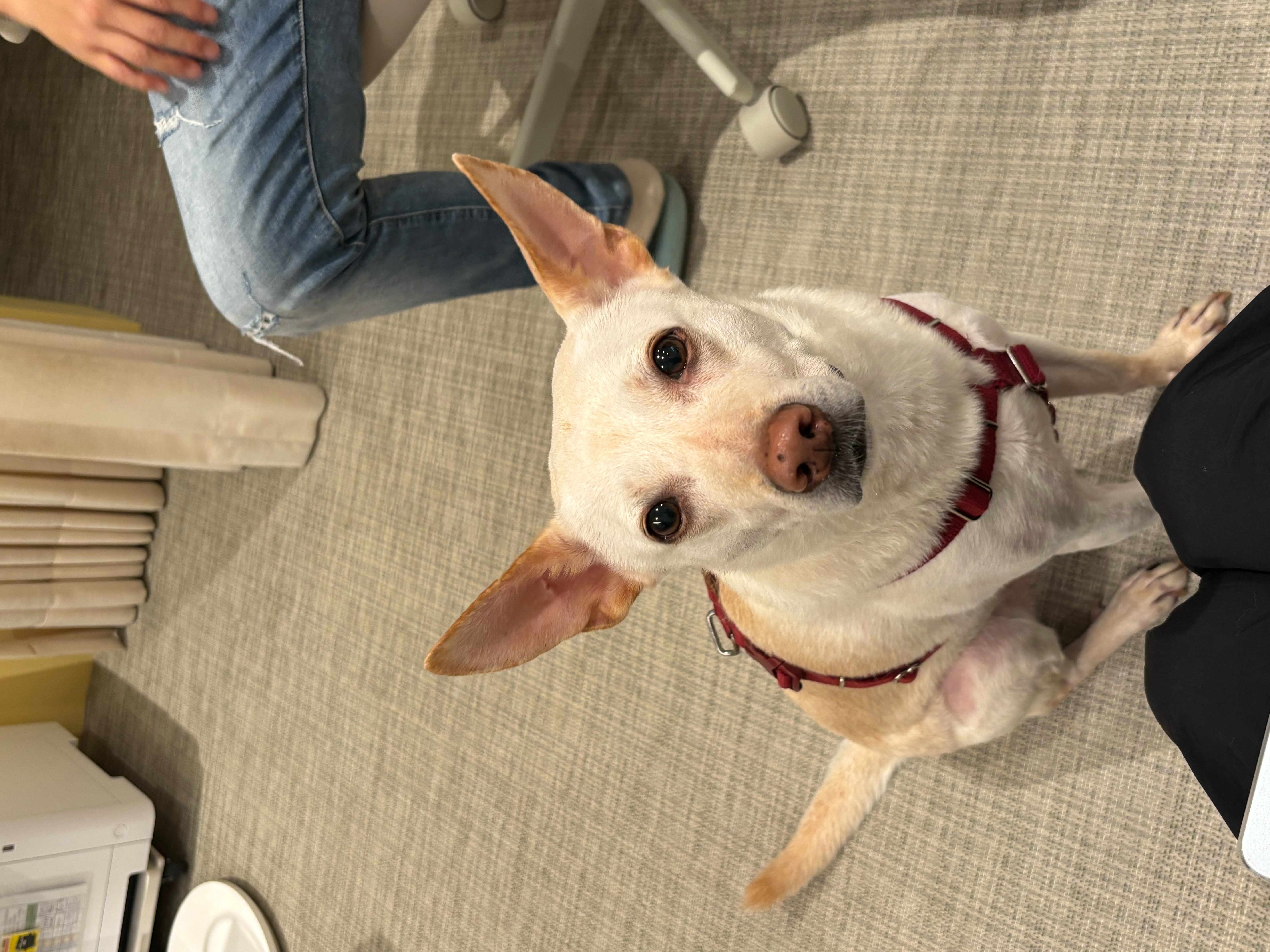浪我溫暖你的心　心輔犬開啓人犬雙向治癒